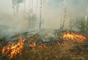 Лесной пожар. Фото: http://www.lesorub.ru