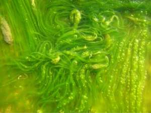 Зеленые водоросли. Фото: http://vpleny.ru
