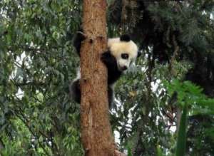 В китайском заповеднике после землетрясения не могли снять с деревьев 60 панд. Фото: http://greenpressa.ru