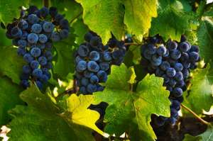 Люди начали выращивать виноград как сырьё для вина около 8 000 лет назад. (Фото Jon Hicks / Corbis.)
