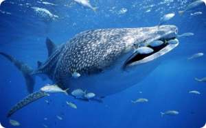 Китовая акула. Фото: http://fishing-portal.ru