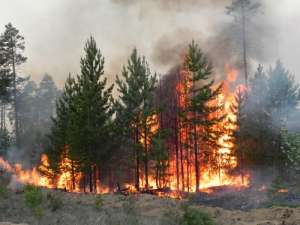 Лесной пожар. Фото: http://www.vg-news.ru