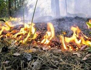 В Якутии загорелись двенадцать лесов. Фото: nr2.ru