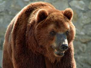 В Чехии ищут медведя, напавшего на двух егерей. Фото: Вести.Ru