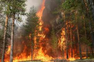 Лесной пожар. Фото: http://www.vashsad.ua