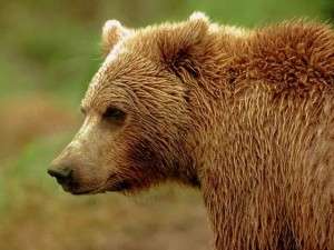 Медведь. Фото: http://bestglobalinfo.ru