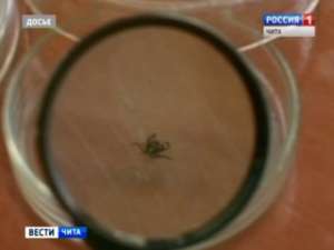 В Забайкалье выявлено сразу три опасных генотипа у клещей. Фото: Вести.Ru