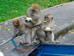 Дикие обезьяны. Фото: nr2.ru