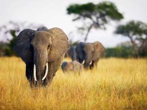 Слоны в Африке. Фото: http://animalspace.net