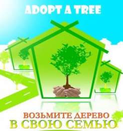 Жителям Камчатки предлагают «усыновить» деревья . Фото: http://greenpressa.ru