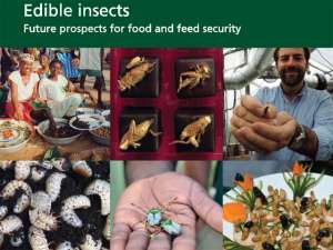 Продовольственная и сельскохозяйственная организация ООН (FAO) считает, что употребление в пищу насекомых может помочь голодающим в развивающихся странах, так как насекомые обладают значительными питательными свойствами. Фото: FAO