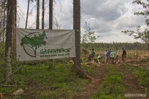 Волонтеры и сотрудники Гринпис посадили новый лес вместо погибшего. Фото: Greenpeace