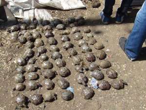 Десятки трупов черепах и девять живых рептилий найдены возле мусорных баков на одной из улиц Оренбурга. Фото: 56.mvd.ru