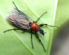 Комары-толстоножки. Фото: ВикипедиЯ