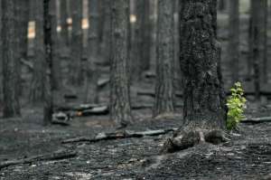 Сгоревший лес. Фото: http://antif.ru