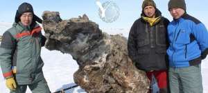 Якутские ученые впервые раскопали взрослую самку мамонта. Фото с сайта s-vfu.ru