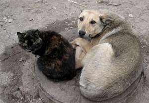 Бездомные животные. Фото: http://pandoraworld.su