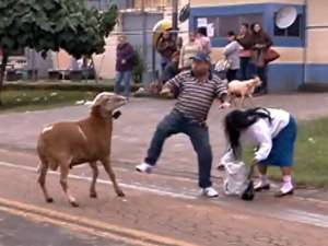 В Сети набирает обороты очередное вирусное видео, героем которого стал обычный козел из бразильского города Лондрина, расположенного недалеко от Сан-Паулу. Фото: YouTube