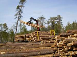 Заготовка древесины. Фото: http://greenevolution.ru
