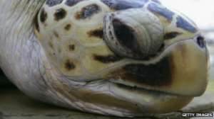 Мясо, яйца и панцирь морских черепах пользуются огромным спросом на черных рынках. Фото: http://www.bbc.co.uk