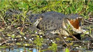 Австралийцы привыкают жить бок о бок с крокодилами. Фото: BBC