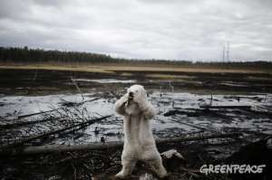 Белый медведь среди черной нефти. Фото: http://www.greenpeace.org