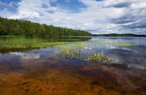 Озеро Люблинское в Ленинградской области. Фото: http://skiner.artphoto.pro