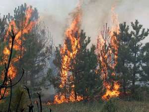 На Сахалине непотушенный окурок стал причиной лесного пожара на 1,5 миллиона рублей. Фото: timetolive.ru