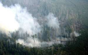 За выходные площадь лесных пожаров в России увеличилась на 2,5 тысячи гектаров. Фото: lesvesti.ru