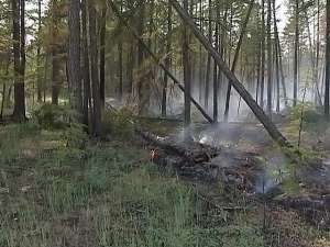 Площадь лесных пожаров в Якутии за сутки возросла на две тысячи гектаров. Фото: vesti.ru