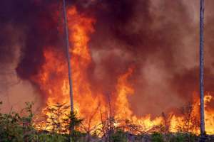 Грозы в Красноярском крае вызвали новые лесные пожары. Фото: vesti.ru