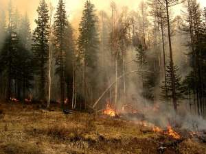 Площадь лесных пожаров в РФ выросла за выходные до 52,4 тыс га. Фото: fedpress.ru