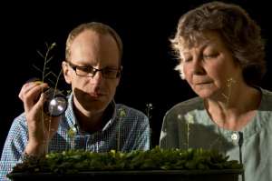 Профессоры Мартин Хауард и Элисон Смит наблюдают за математическими операциями у растений. (Фото авторов работы.)