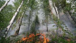 Лесной пожар. Фото: http://inmosreg.ru