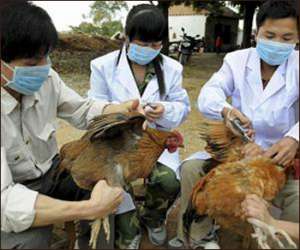 Птичий грипп. Фото: http://cnews.ru