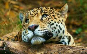 Леопард. Фото: http://nibler.ru/