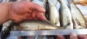 Ладожский судак стоит 3000 рублей за штуку — для браконьеров. Фото: http://47news.ru