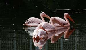 Розовые пеликаны. Фото: http://www.diary.ru