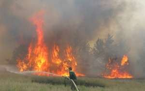 Площадь лесных пожаров в России уменьшилась в шесть раз. Фото: http://lesvesti.ru
