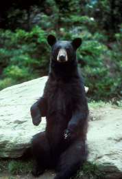 Черный медведь, Ursus americanus, вернулся в штат Миссури. (Фото: Mike Bender/U.S. Fish and Wildlife Service)
