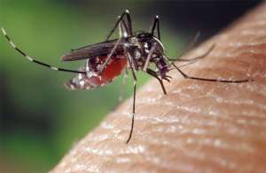 Личинки малярийных комаров обнаружены в трех зонах отдыха в Москве. Фото: http://elementy.ru