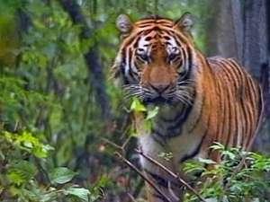 29 июля — Международный день тигра. Фото: Вести.Ru