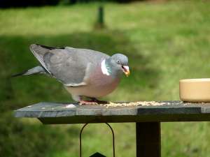 В поисках корма голуби не всегда поступают по уму. (Фото suzukichick.)