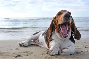 Бассет-хаунд зевает. Собаки «заражаются» зеванием, когда видят, как человек зевает и чаще отвечают на зевание своего владельца, чем незнакомца. (Фото: © Cynoclub / Fotolia)