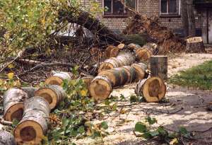 Вырубка деревьев. Архив. Фото: http://fedpress.ru