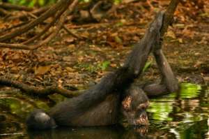 Шимпанзе не прочь поплавать, если знают, что в воде им ничто не угрожает. (Фото Frans Lanting.)