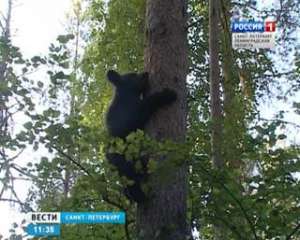 Медвежата, выпущенные на волю, вернулись к людям. Фото: Вести.Ru