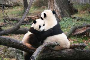 Учёные надеются заставить содержащихся в неволе панд проявлять больше интереса друг к другу. (Фото kteneyck.)