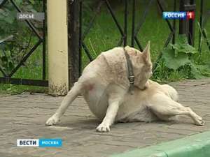 В Дмитровском районе Подмосковья догхантеры отстреливают собак шприцами с ядом. Фото: Вести.Ru