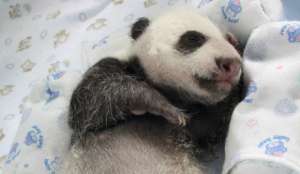 В Национальном зоопарке Вашингтона родился детеныш большой панды. Фото: EPA